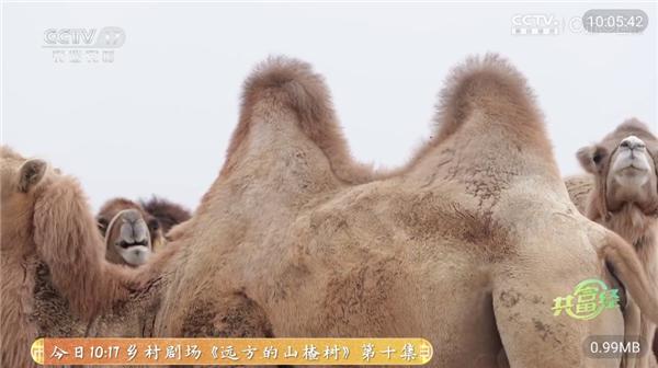 喜欢直播tv电视软件